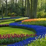 Garden Landscape Designer